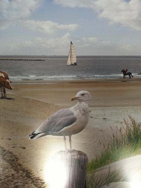 20130701_101742 (480x640)