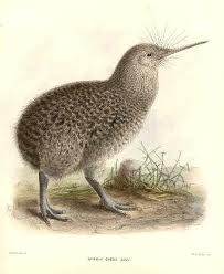 kiwi