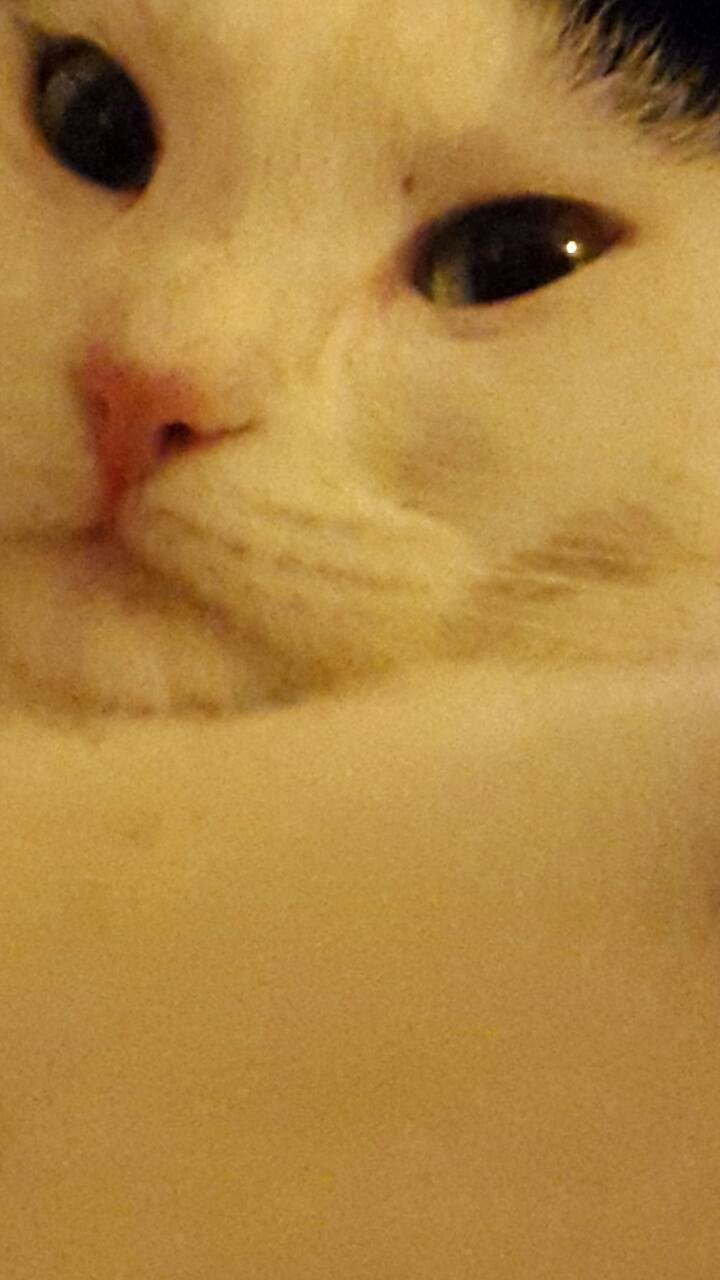 20151025 Purrfect
