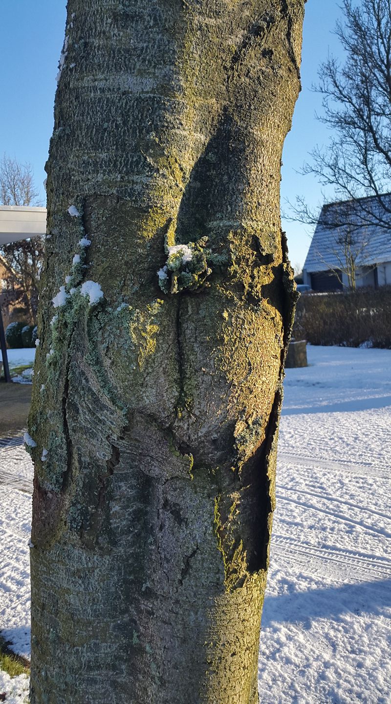 20170116 Blotebillenboom