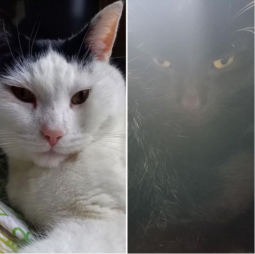 I decided to paint my cat