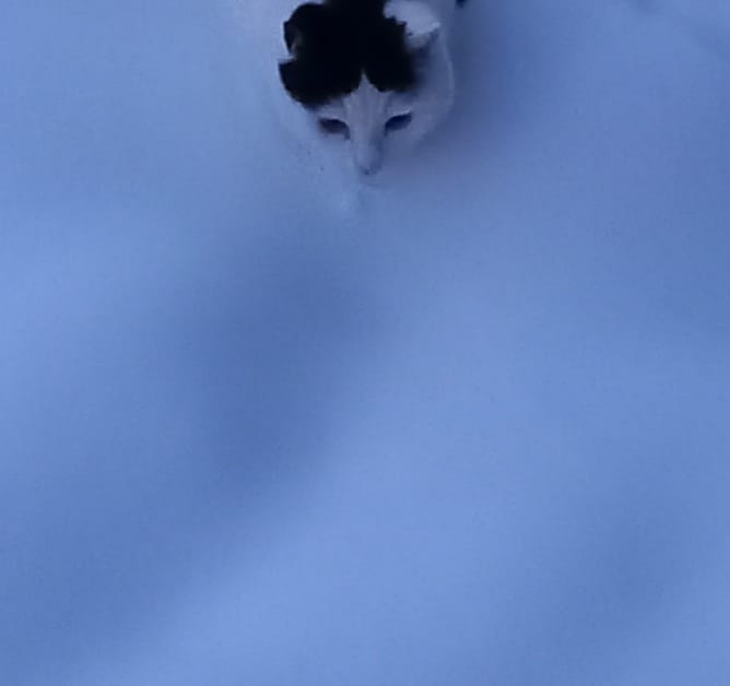 Pristine